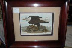 Framed Print of an Eagle