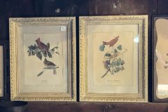 Horticultural Prints Cardinals and Scarlet Tanagers